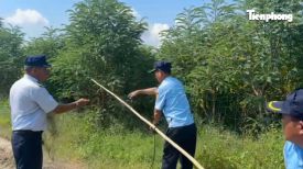 Lưới vô hình và hiểm họa cho 'vàng trắng' Khánh Hòa